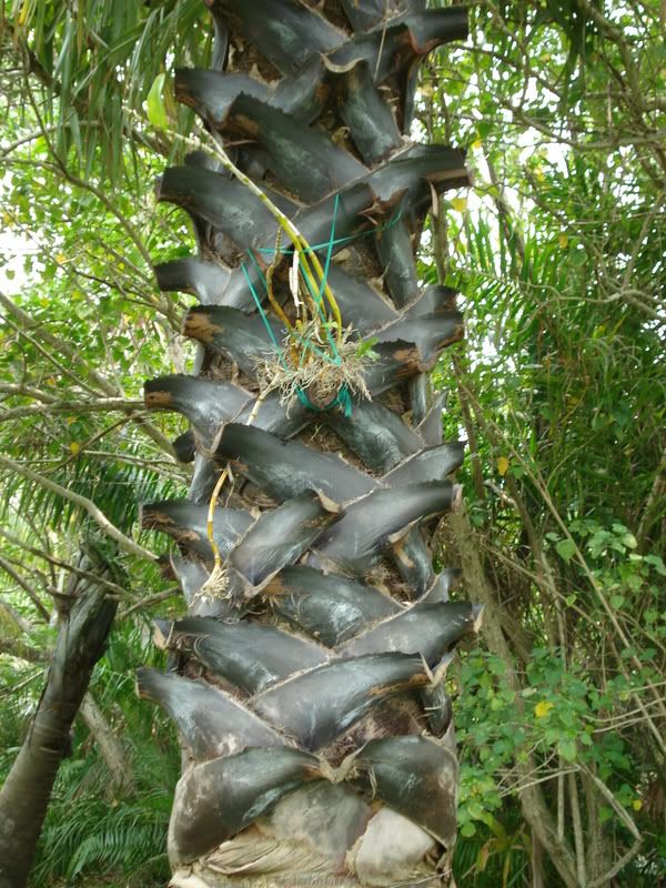 Borassusflabellifer3.jpg