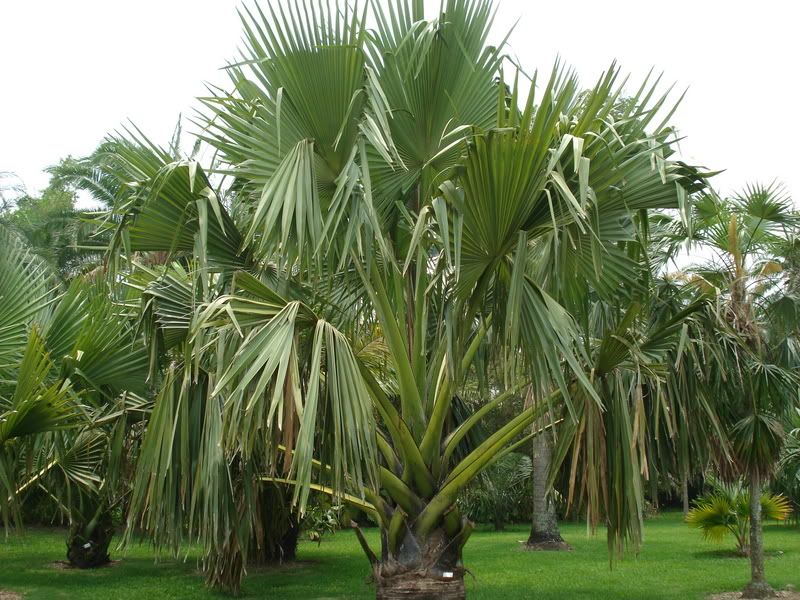 Borassusmadagascariensis.jpg