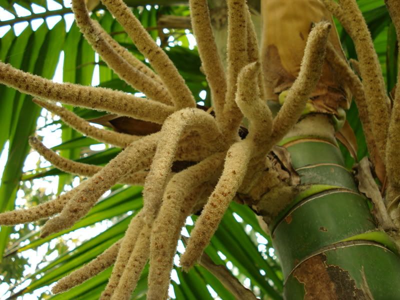 Burretiokentiahapala.jpg