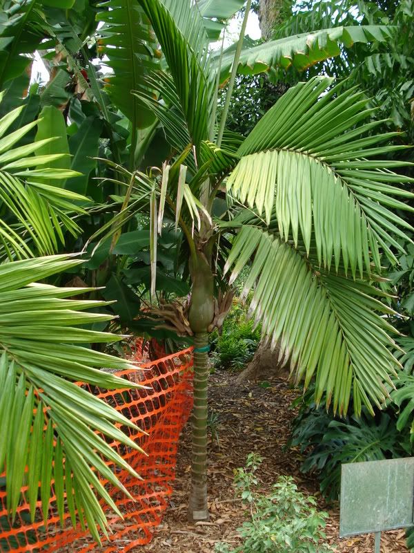Burretiokentiahapala4.jpg