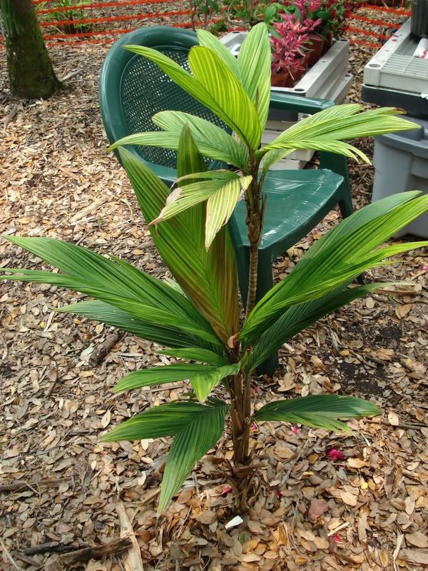 Calyptrocalyxsp-1.jpg