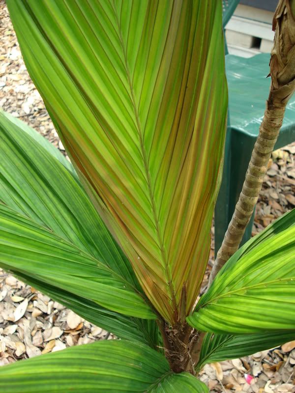 Calyptrocalyxsp.jpg