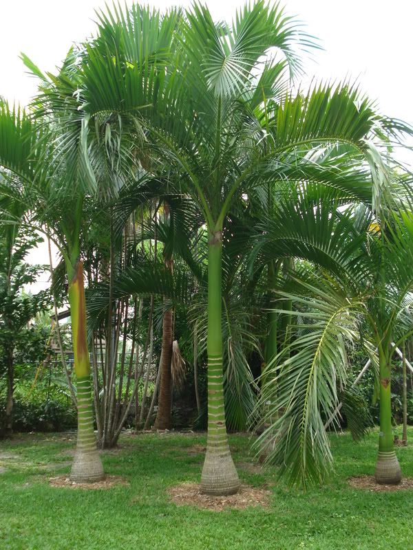 Carpoxylonmacrospermum.jpg