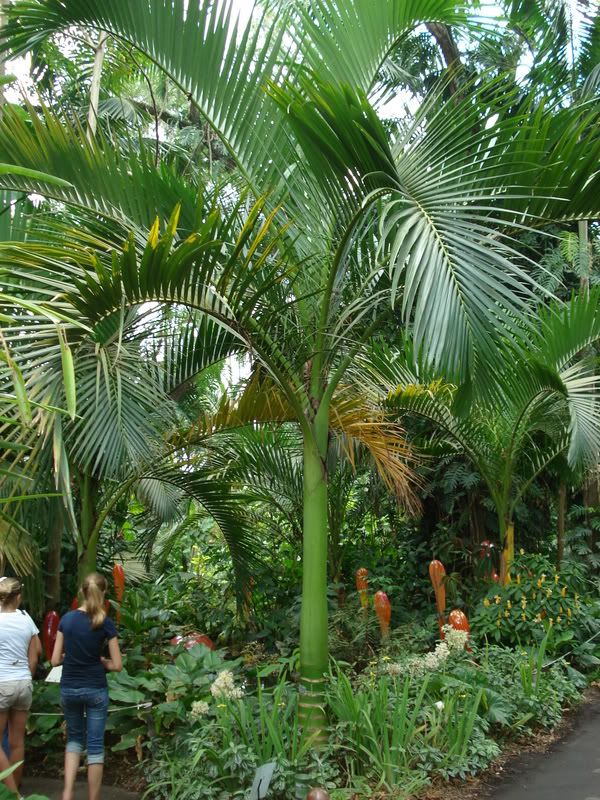 Carpoxylonmacrospermum3.jpg