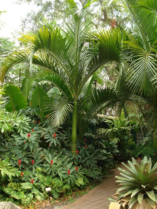 Carpoxylonmacrospermum4.jpg