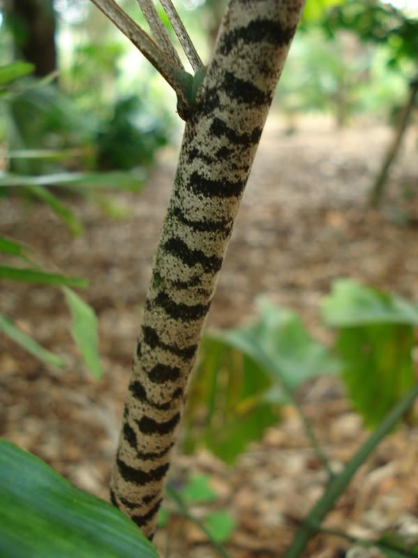 Caryotaophiopellis1.jpg