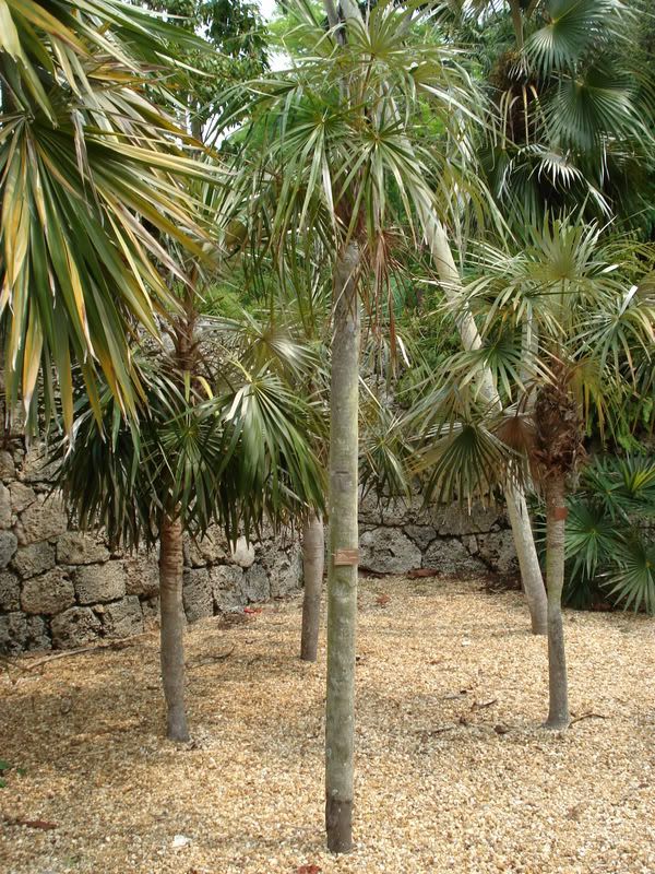 Coccothrinaxargentata.jpg