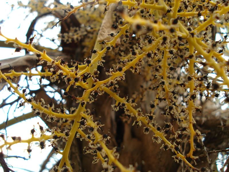 Coccothrinaxargentata1.jpg