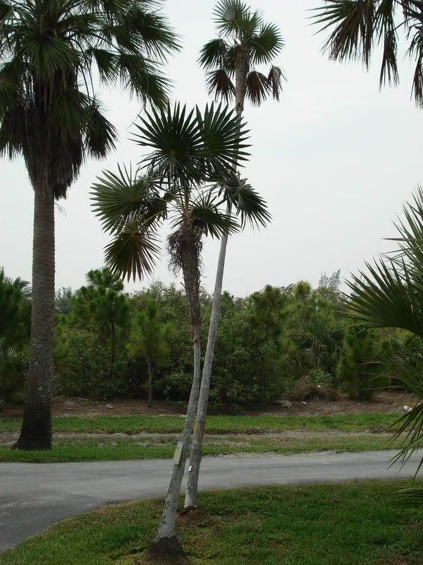Coccothrinaxbarbadensis1.jpg