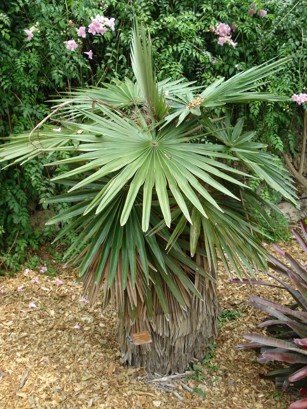 Coccothrinaxborhidiana-1.jpg