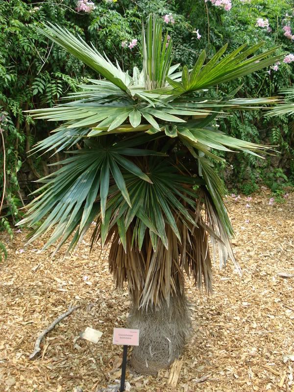 Coccothrinaxborhidiana1.jpg