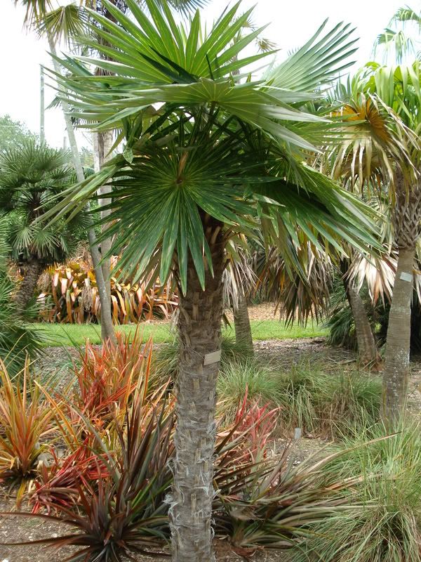 Coccothrinaxborhidianavariagated.jpg
