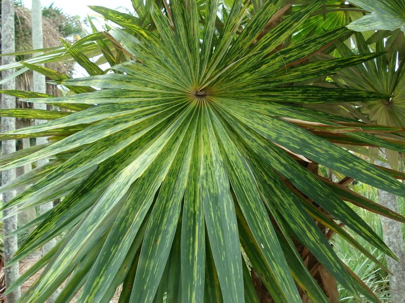 Coccothrinaxborhidianavariagated2.jpg