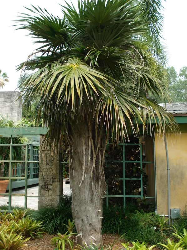 Coccothrinaxcrinita.jpg