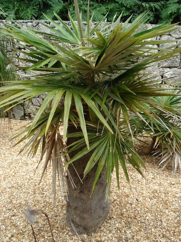 Coccothrinaxcrinita1.jpg
