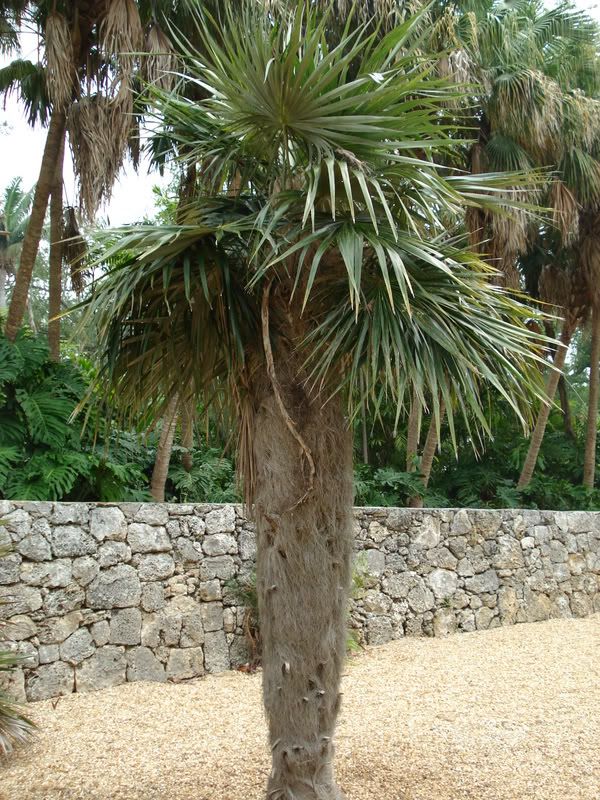 Coccothrinaxcrinita2.jpg