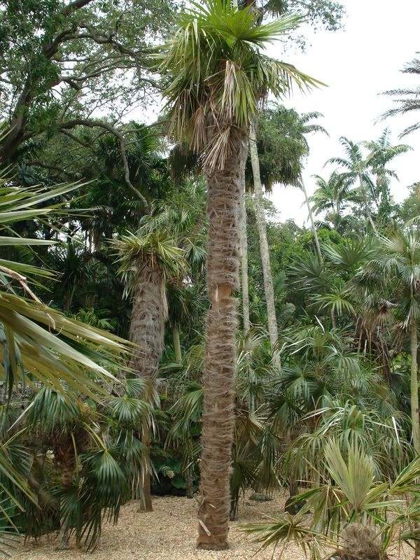 Coccothrinaxcrinita3.jpg
