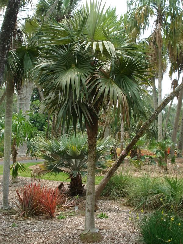 Coccothrinaxcupularis.jpg