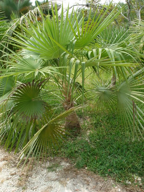 Coccothrinaxhiorami.jpg