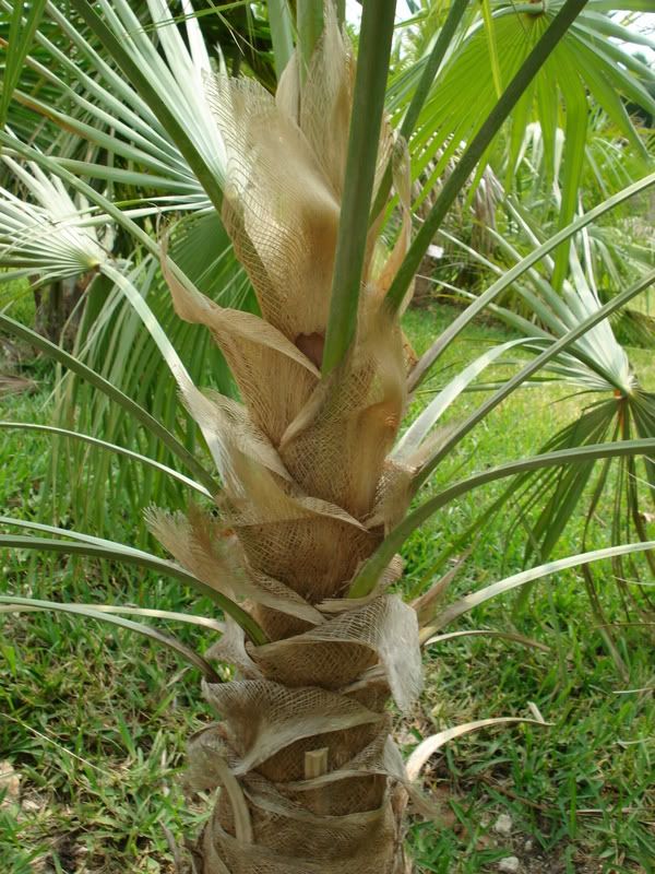 Coccothrinaxhiorami1.jpg