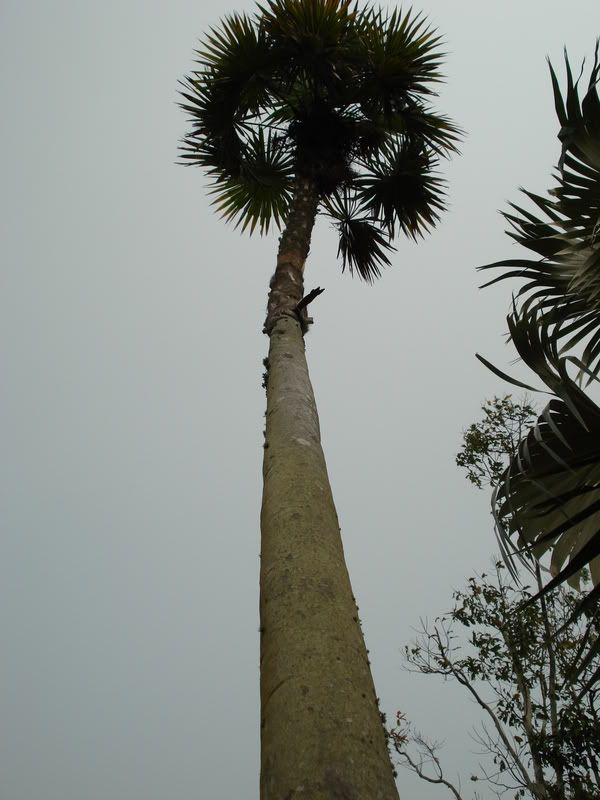 Coccothrinaxmiraguamassphavanensis.jpg