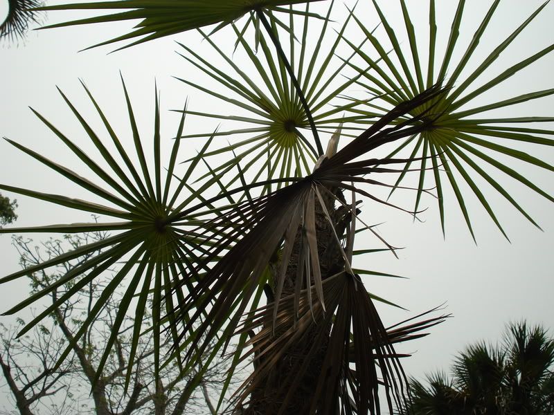 Coccothrinaxscoparia.jpg
