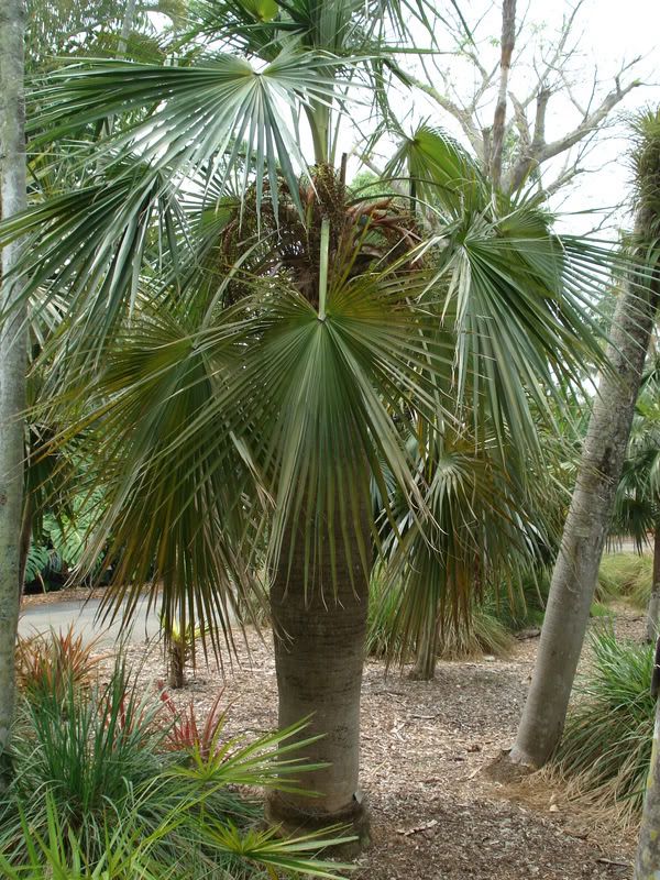 Coccothrinaxspissa.jpg