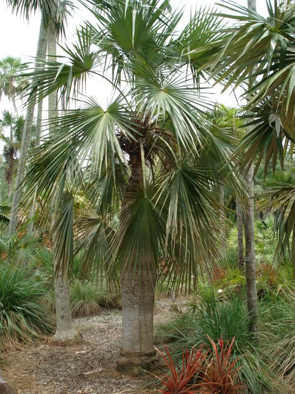 Coccothrinaxspissa1.jpg