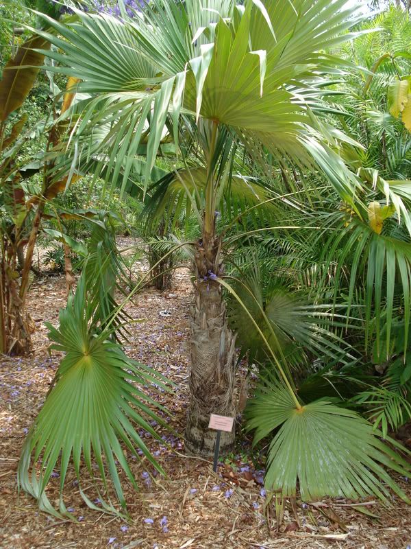 Coccothrinxjamaicensis.jpg