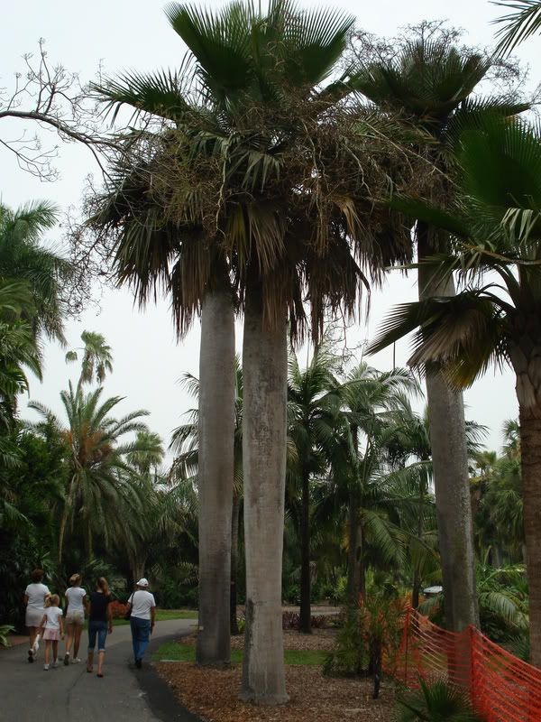 Coperniciabaileyana.jpg