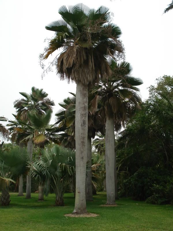Coperniciabaileyana1.jpg