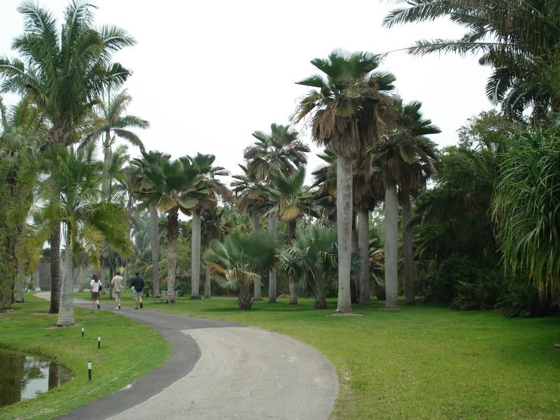 Coperniciabaileyana2.jpg