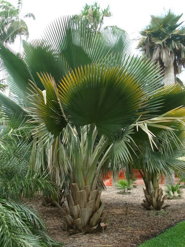 Coperniciafallaensis.jpg