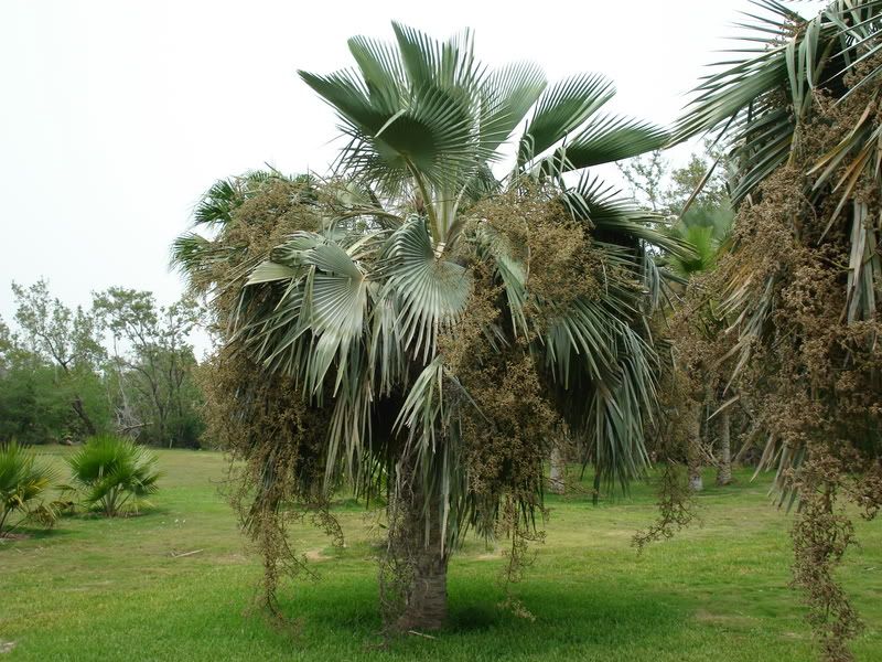Coperniciahospita1.jpg