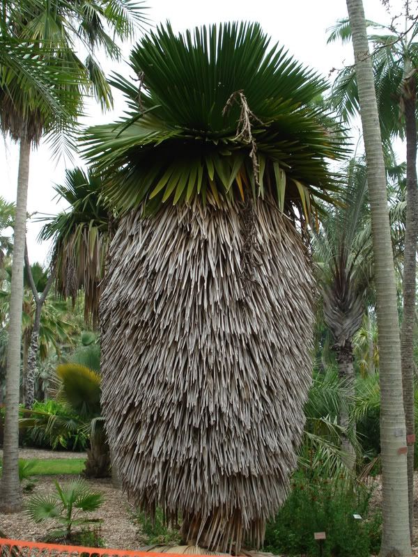Coperniciamacroglossa.jpg