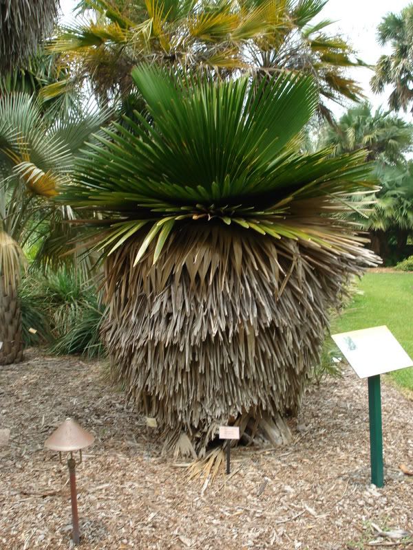 Coperniciamacroglossa4.jpg