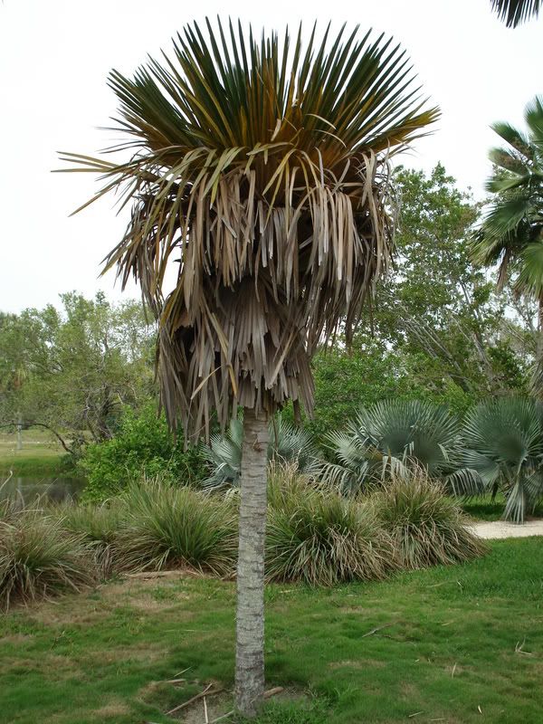 Coperniciarigida.jpg