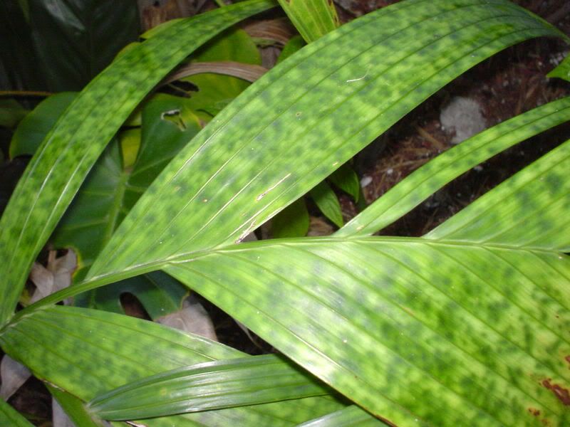 DSC00005.jpg