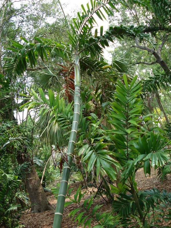 Dypsislanceolata.jpg