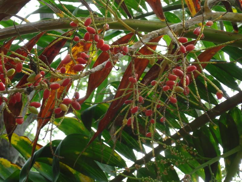 Dypsislanceolata1.jpg