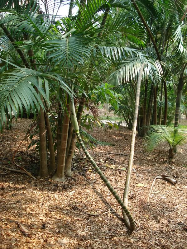 Dypsislanceolata2.jpg