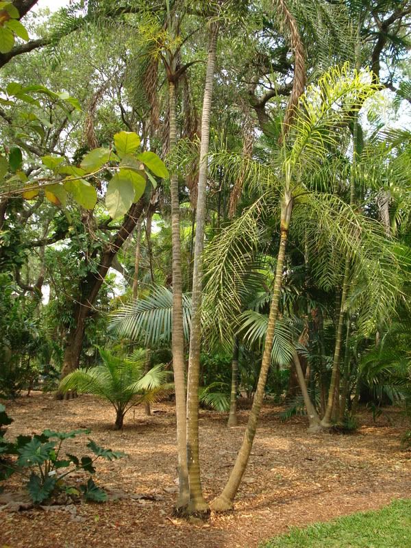 Dypsismadagascariensis.jpg