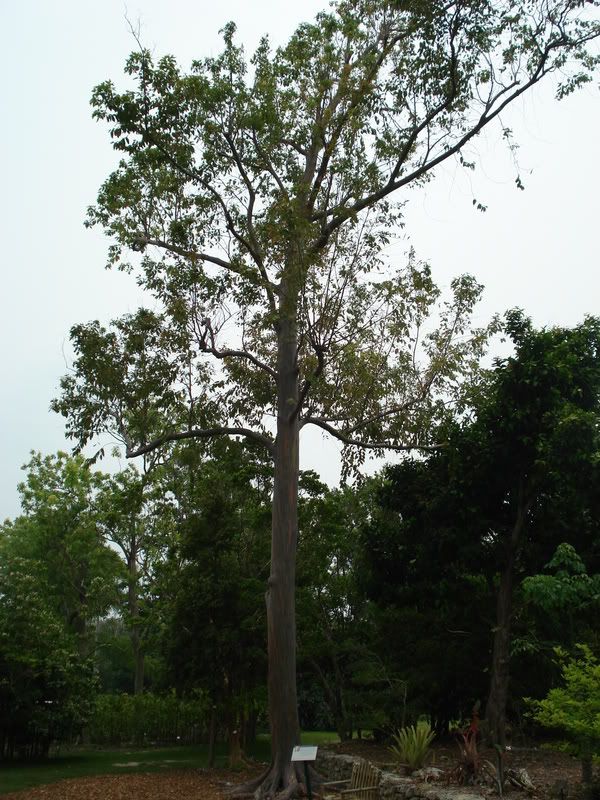 Eucalyptusdeglupta.jpg