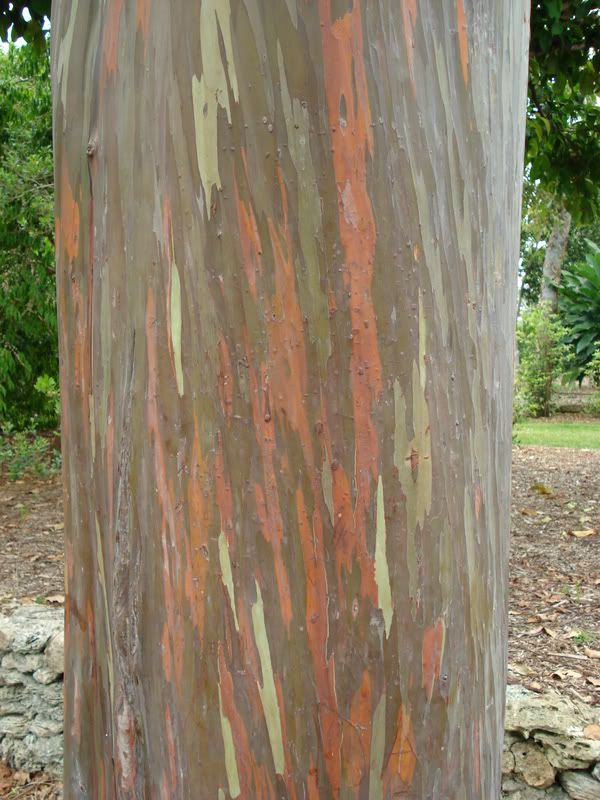 Eucalyptusdeglupta1.jpg