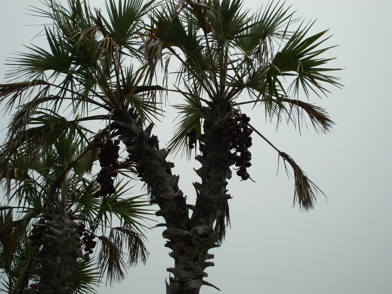 Hyaphanecoriacea.jpg