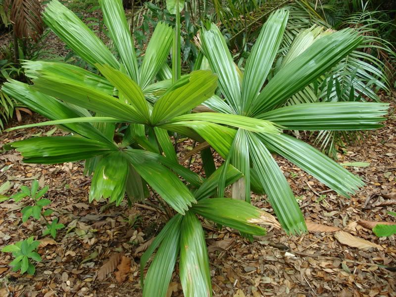 Itayaamicorum.jpg
