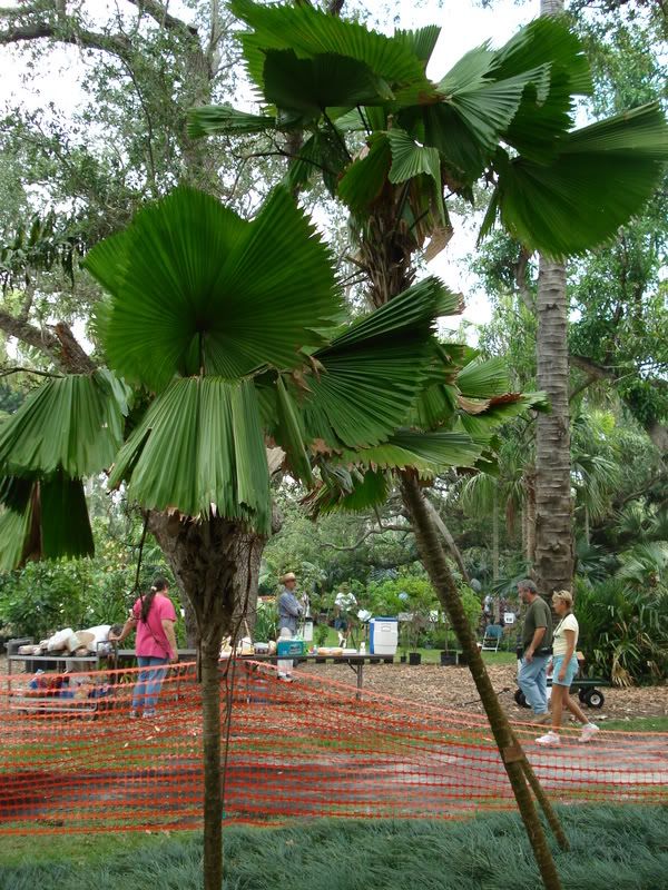Licualagrandis.jpg
