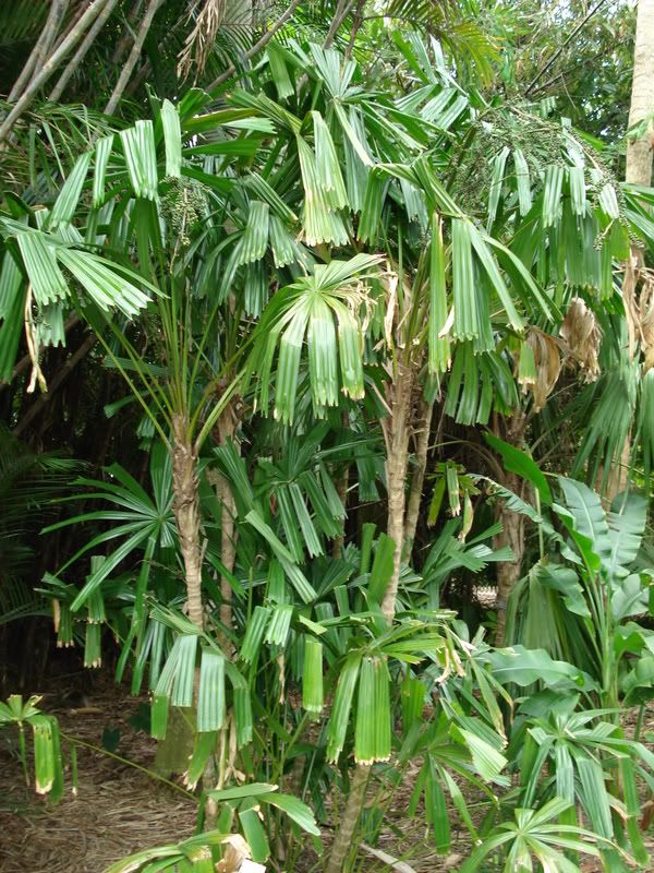 Licualapeltata.jpg