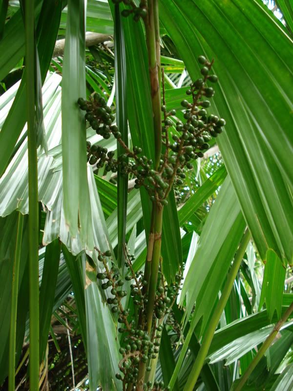 Licualapeltata1.jpg