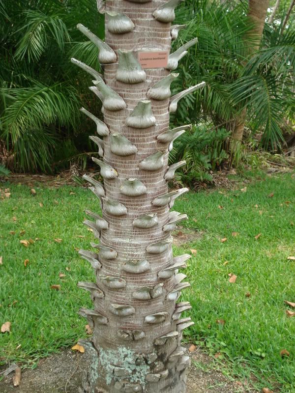 Livistoniabenthamii.jpg